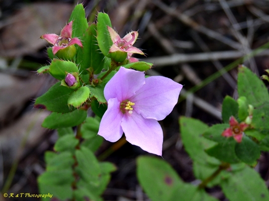 {Rhexia petiolata}
